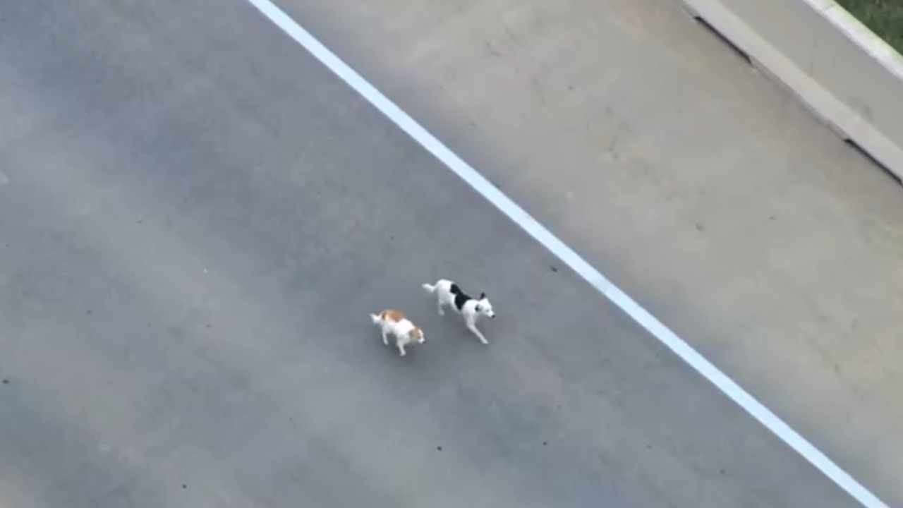 dogs loose on highway