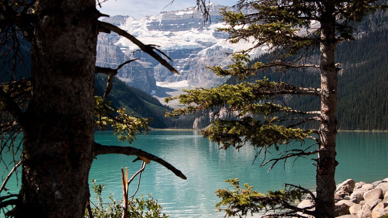 Green trees on the shore of Lake Louise with snowy mountains in Banff National Park, Alberta, Canada.