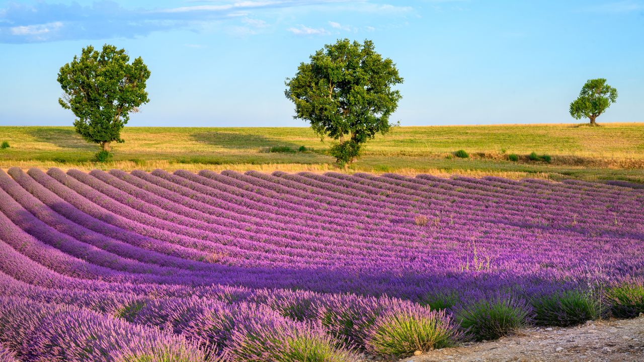 Lavender field in Provence, France.