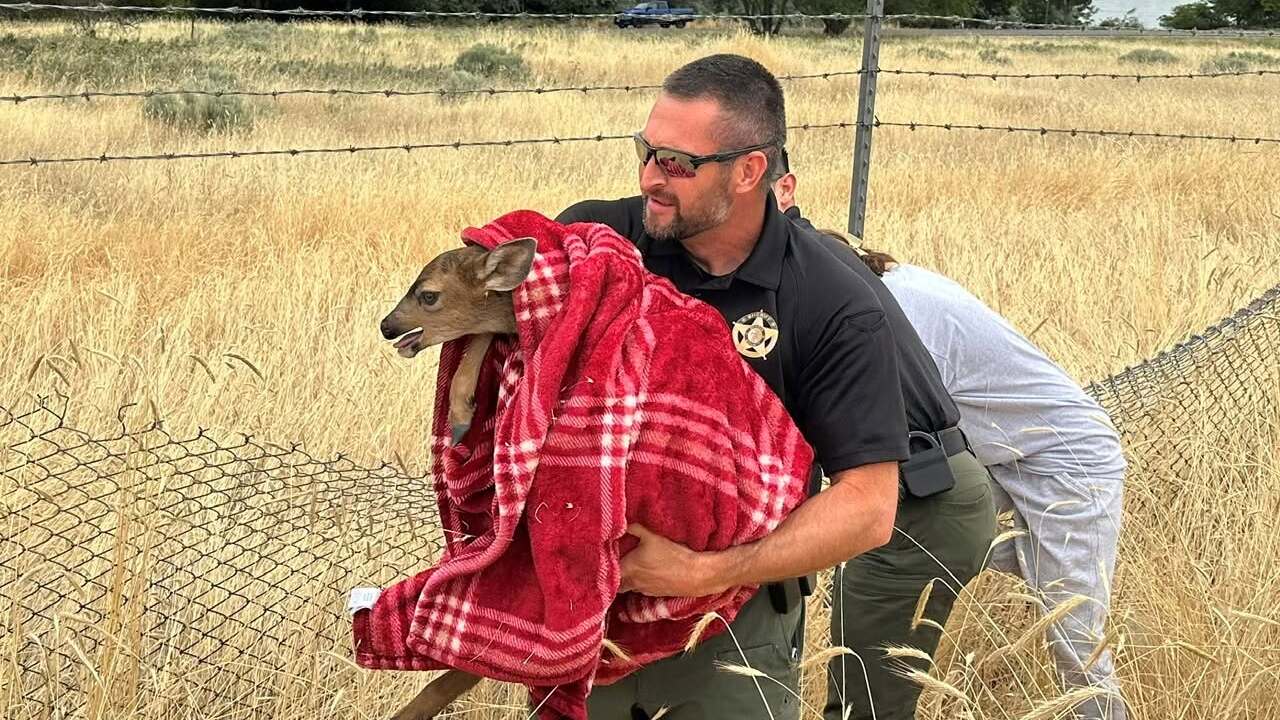 fawn police