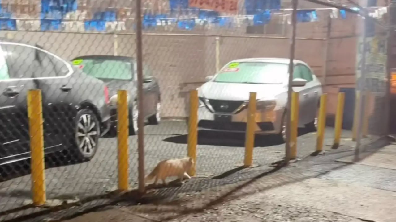 Cat Crawls Under Car Dealership Fence and Finds the Forever Home She Deserved