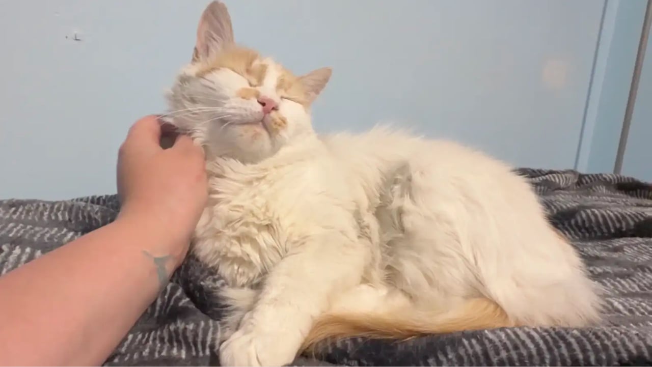 Cat Crawls Under Car Dealership Fence and Finds the Forever Home She Deserved