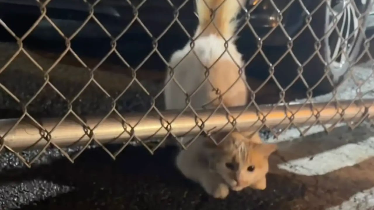 Cat Crawls Under Car Dealership Fence and Finds the Forever Home She Deserved