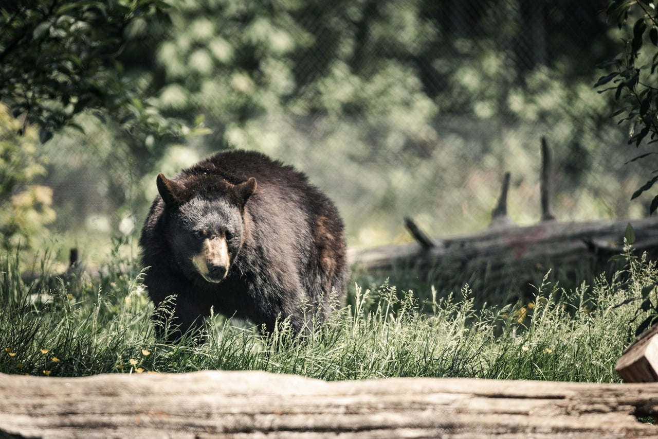california bear