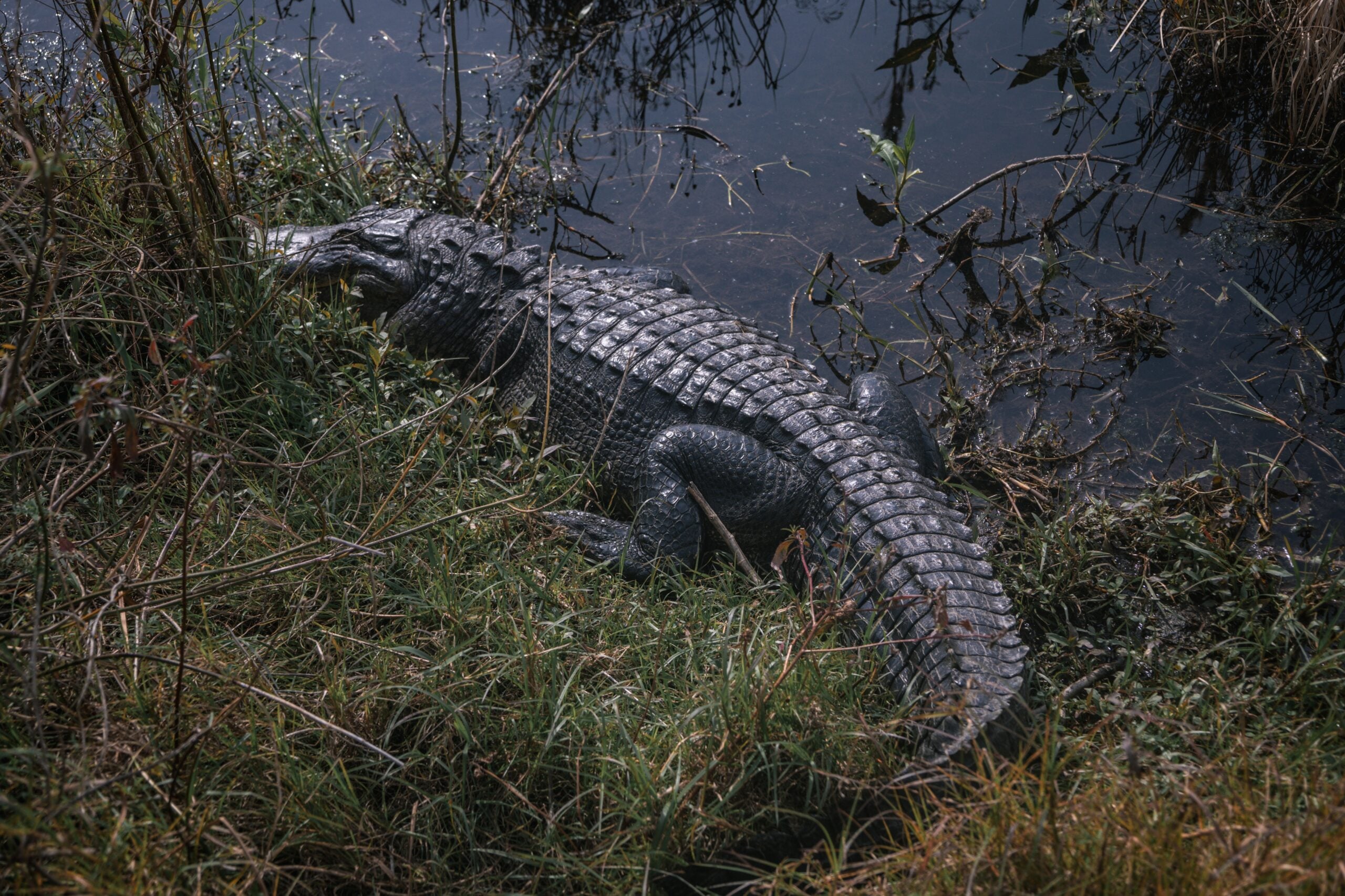 alligator in swamp