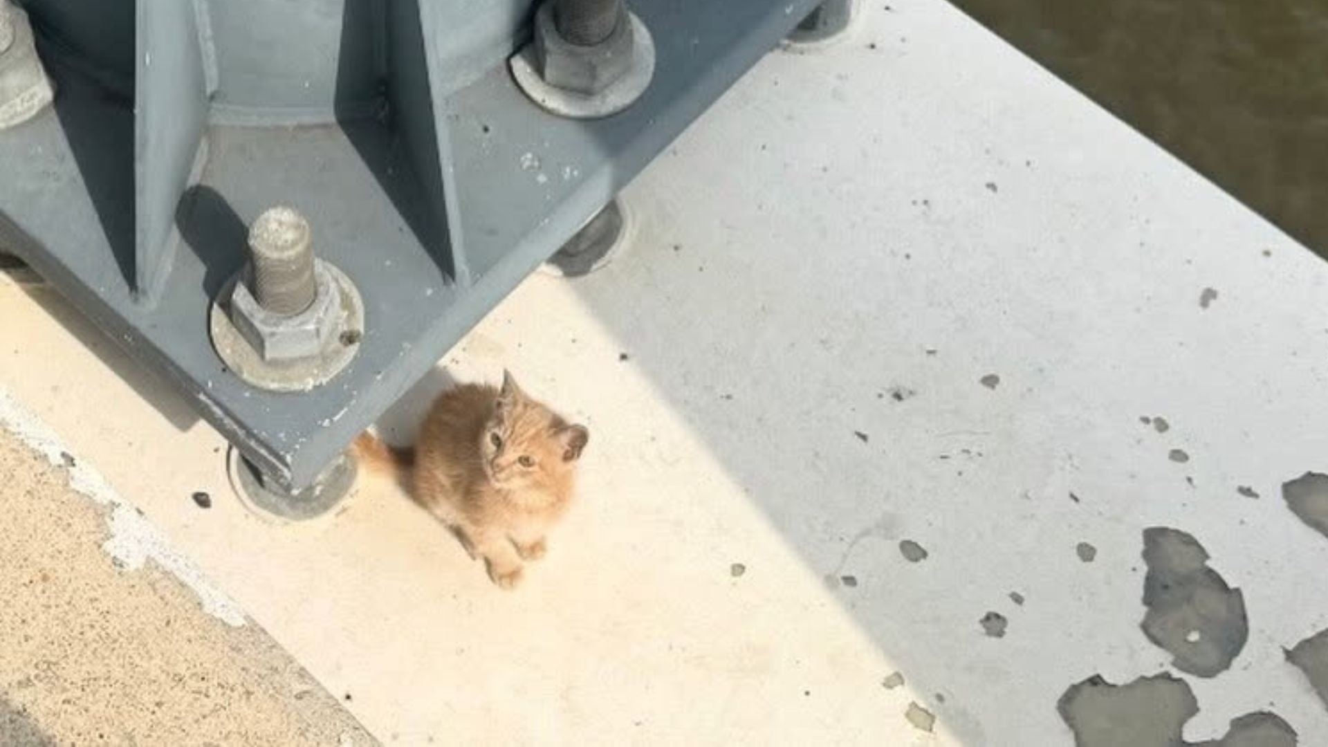 Maryland-National Capital Park Police rescue scared cat left stranded on bridge