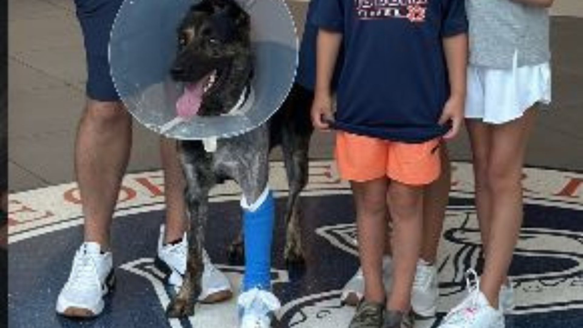 Columbus Police K-9 Havoc bandaged up after recovering from gunshot wound