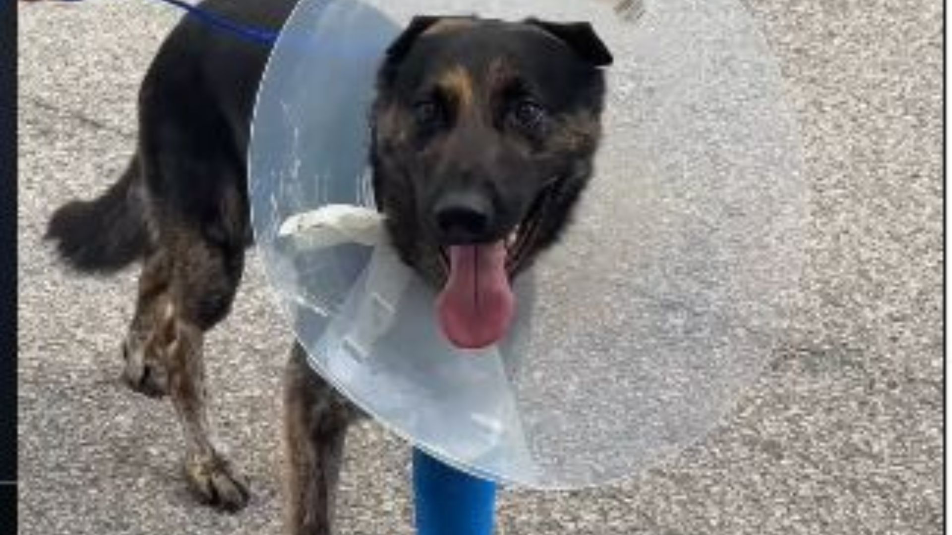 Columbus Police K-9 Havoc bandaged up after recovering from gunshot wound