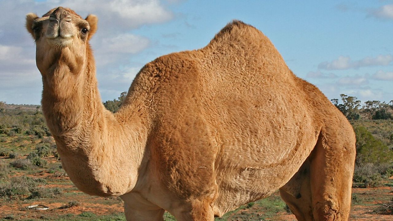 A tan camel standing on sandy ground in a desert landscape under a clear blue sky.