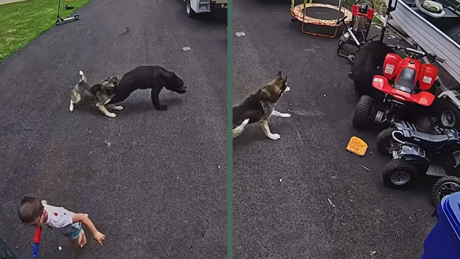 Family Husky Springs Into Action After Bear Wanders Within Feet of Young Connecticut Boy