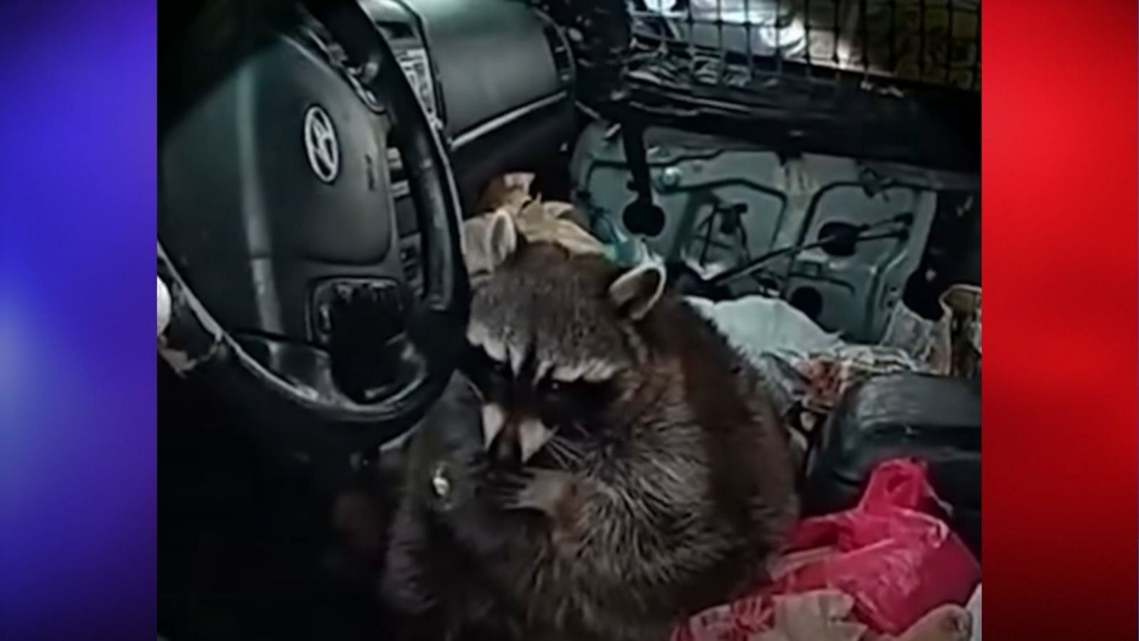 Ohio Officer Finds Raccoon Holding a Meth Pipe During Wild Traffic Stop