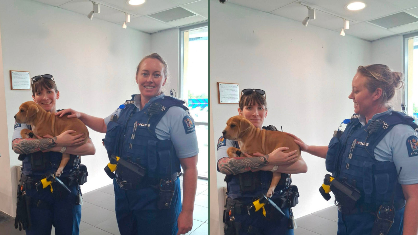 Police Promise To Bring Stolen Puppy Home, Then Do Exactly That