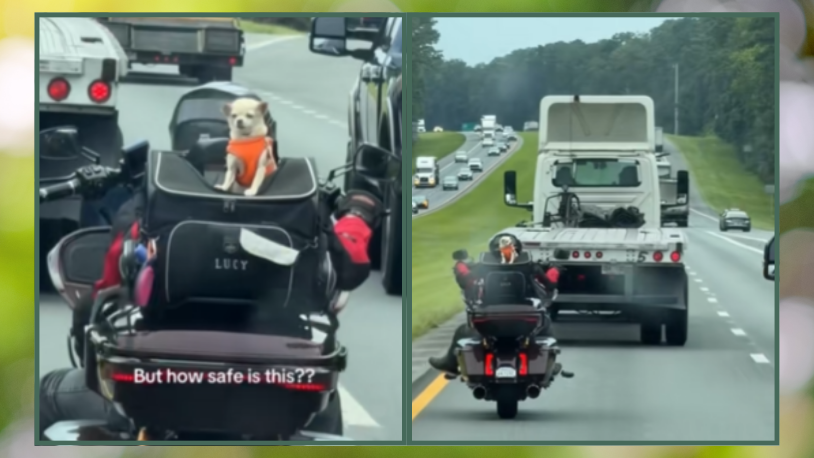 Tiny Florida Dog Riding on the Back of a Harley Has the Internet Divided Over One Big Question