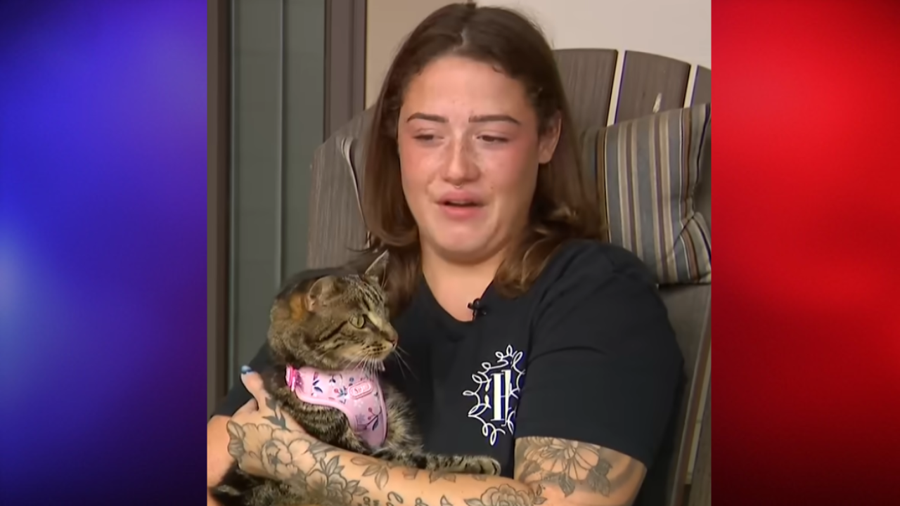 cat survives 40 days in wild