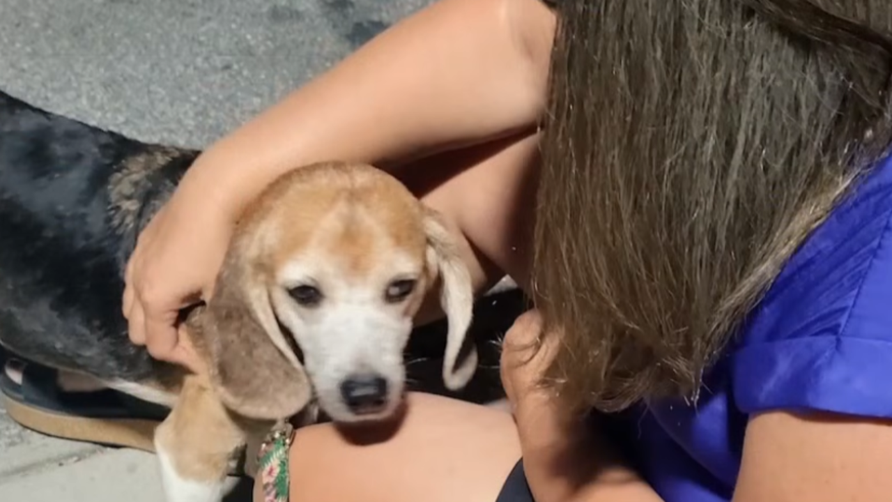 beagle returned to owners 7 years later
