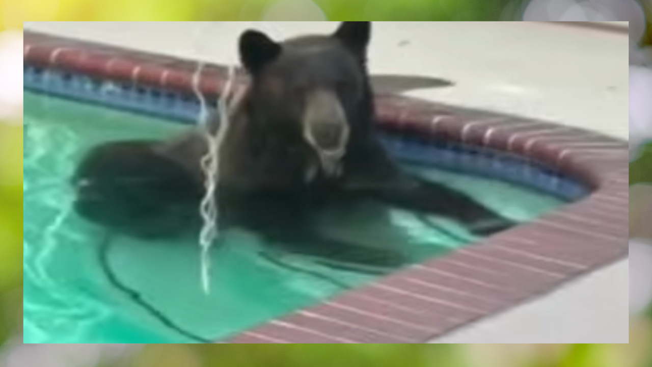 bear takes a dip in pool