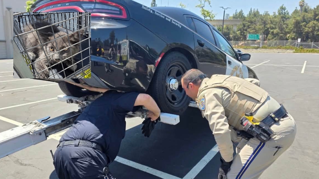 kitten rescue under cop car