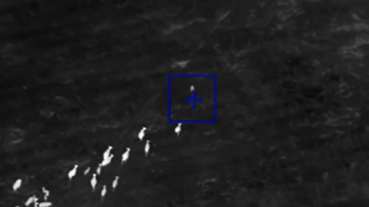 cows herd florida car thief