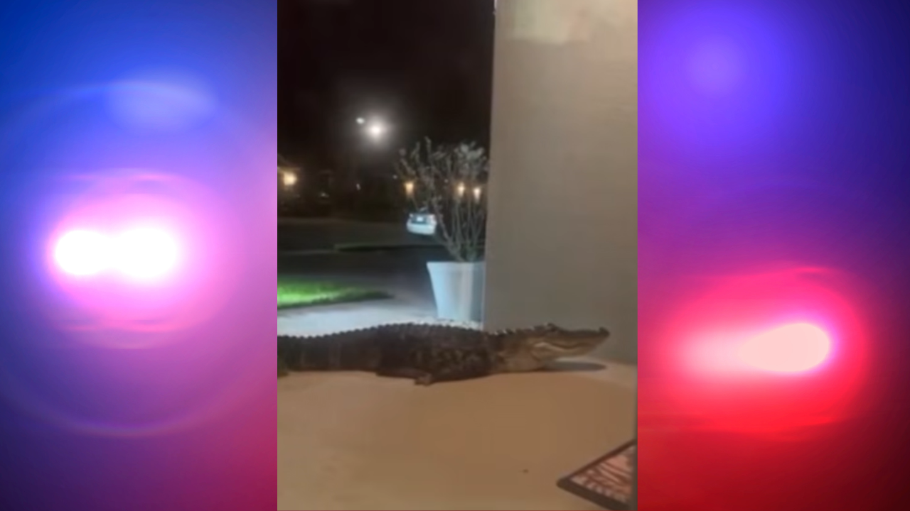 large alligator on front porch