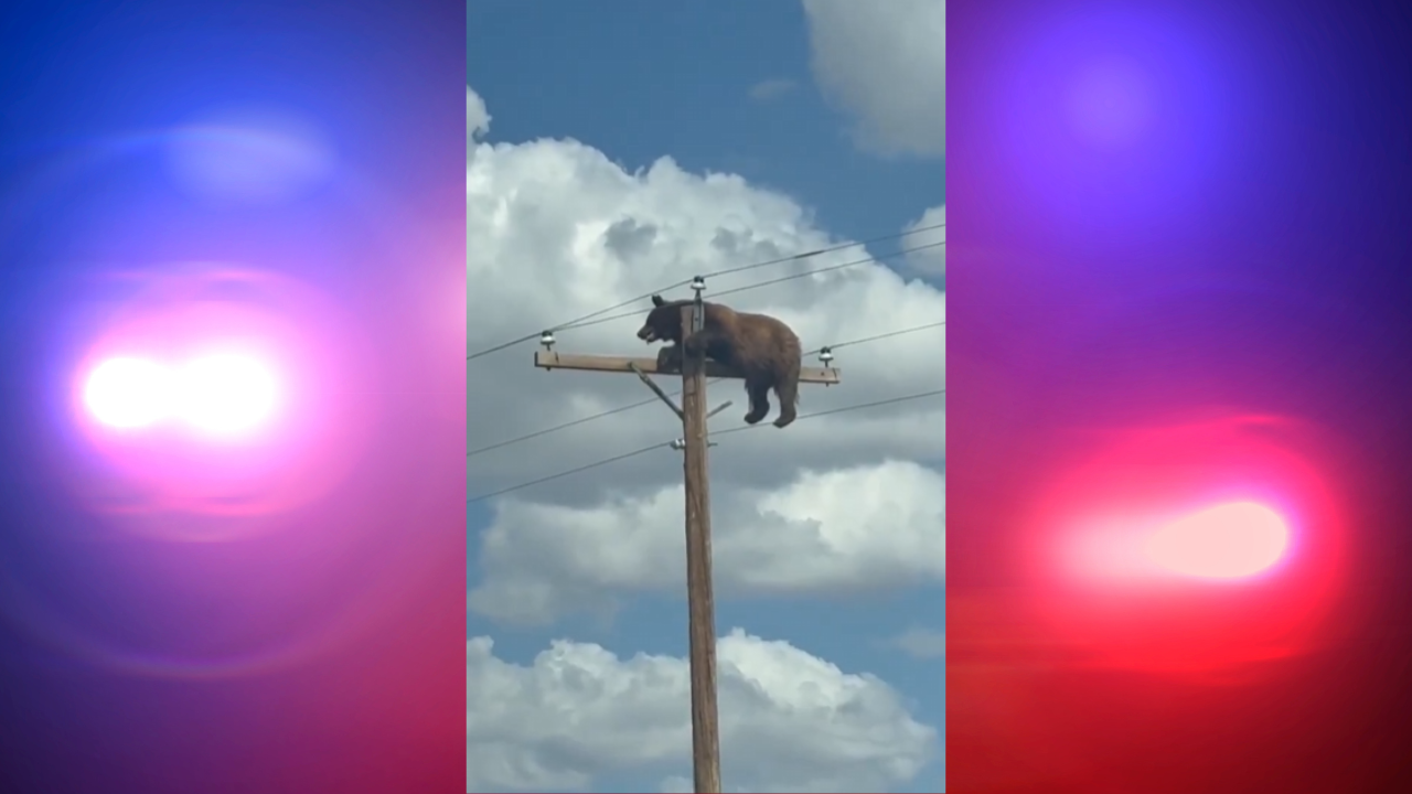 bear stuck on pole