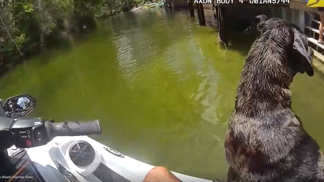 dog saved with stick