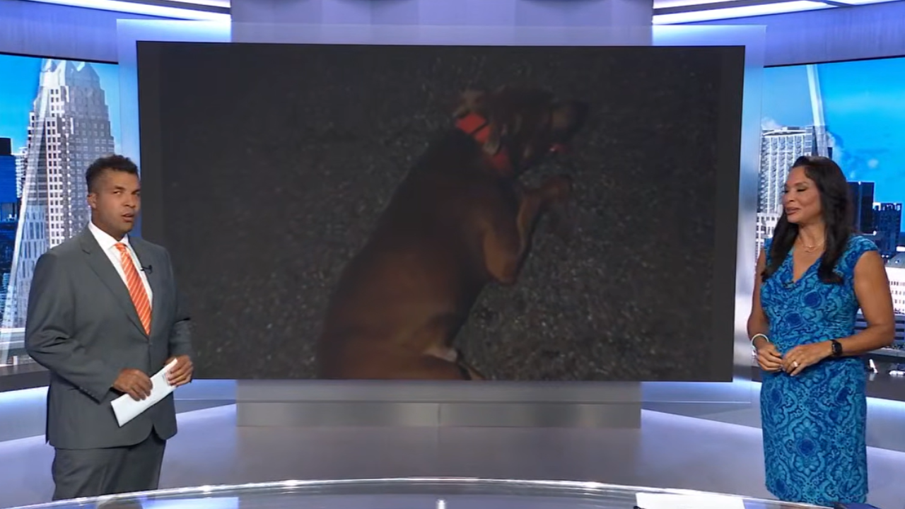 Deputy Hits Dog in Florida