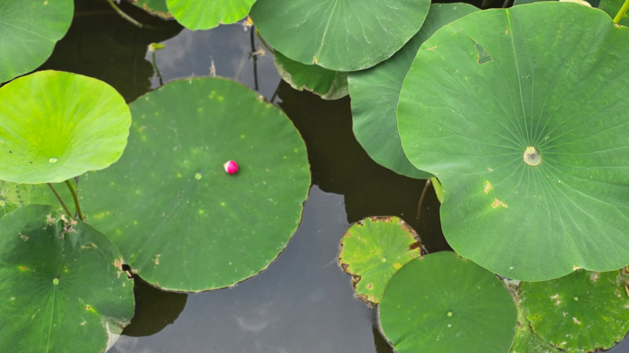 Couple Finds Car in Pond