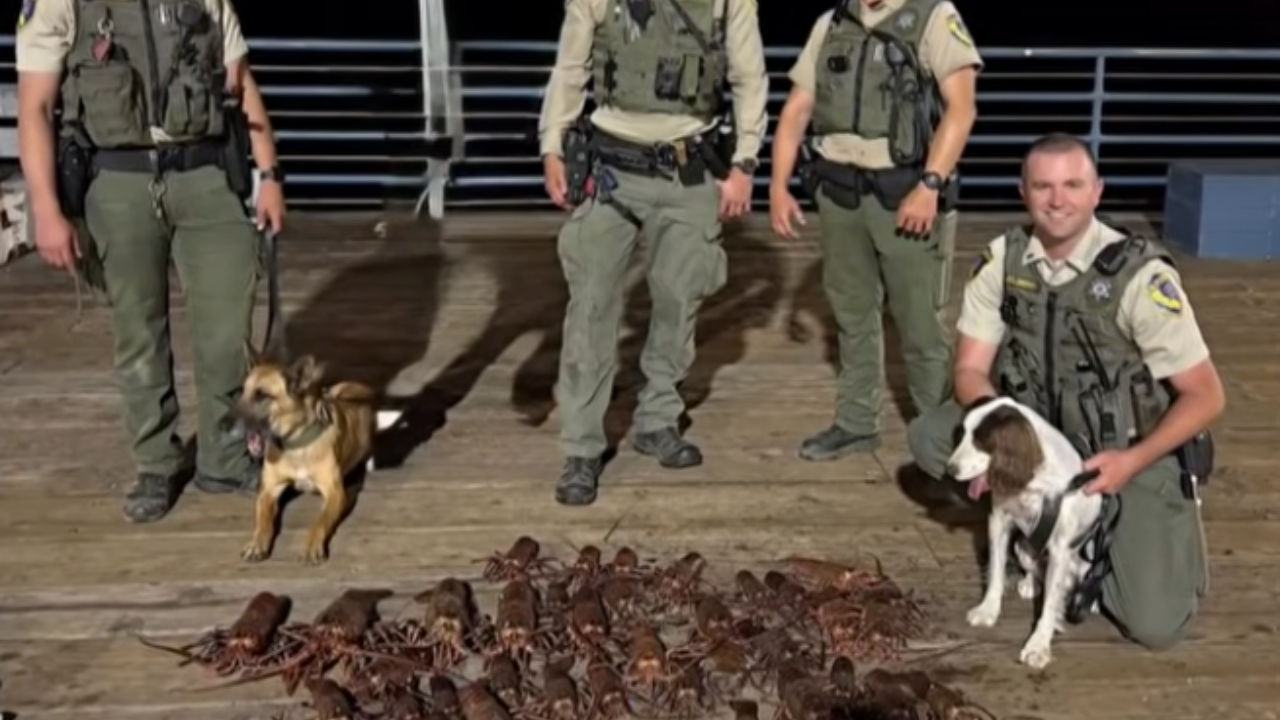 santa monica arrests over stolen lobster