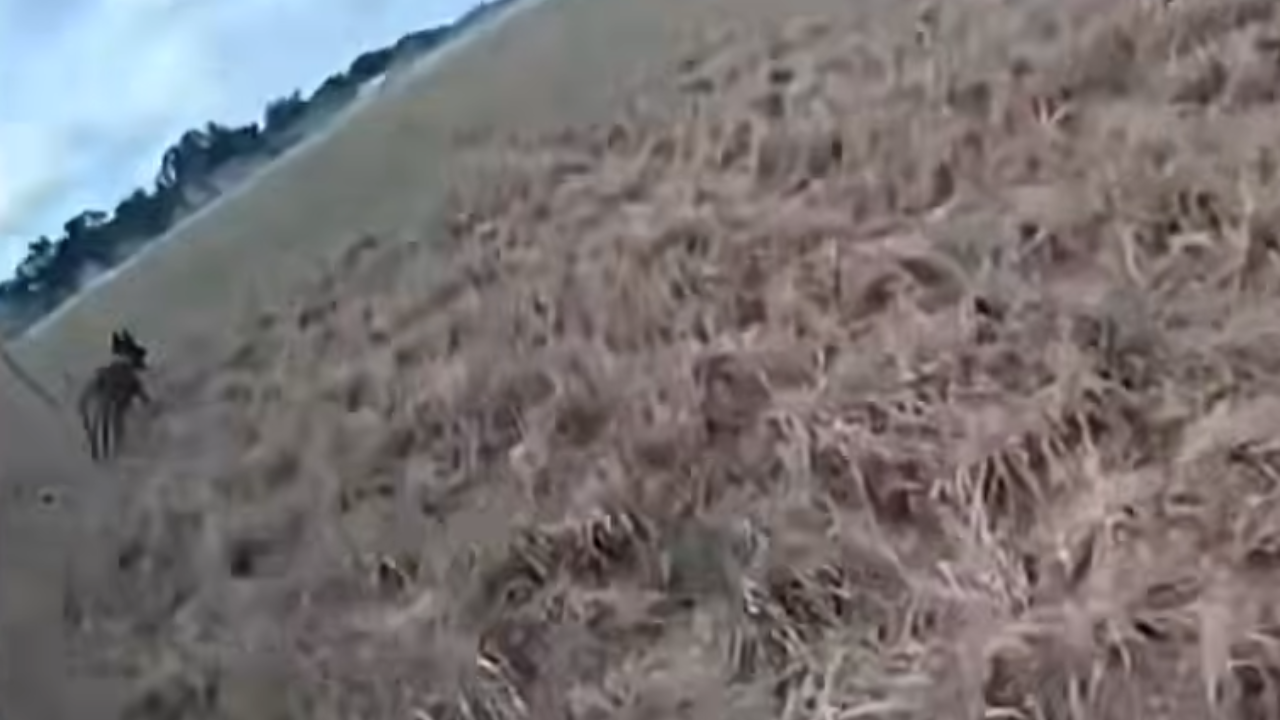 dog chases ms-13 gang member
