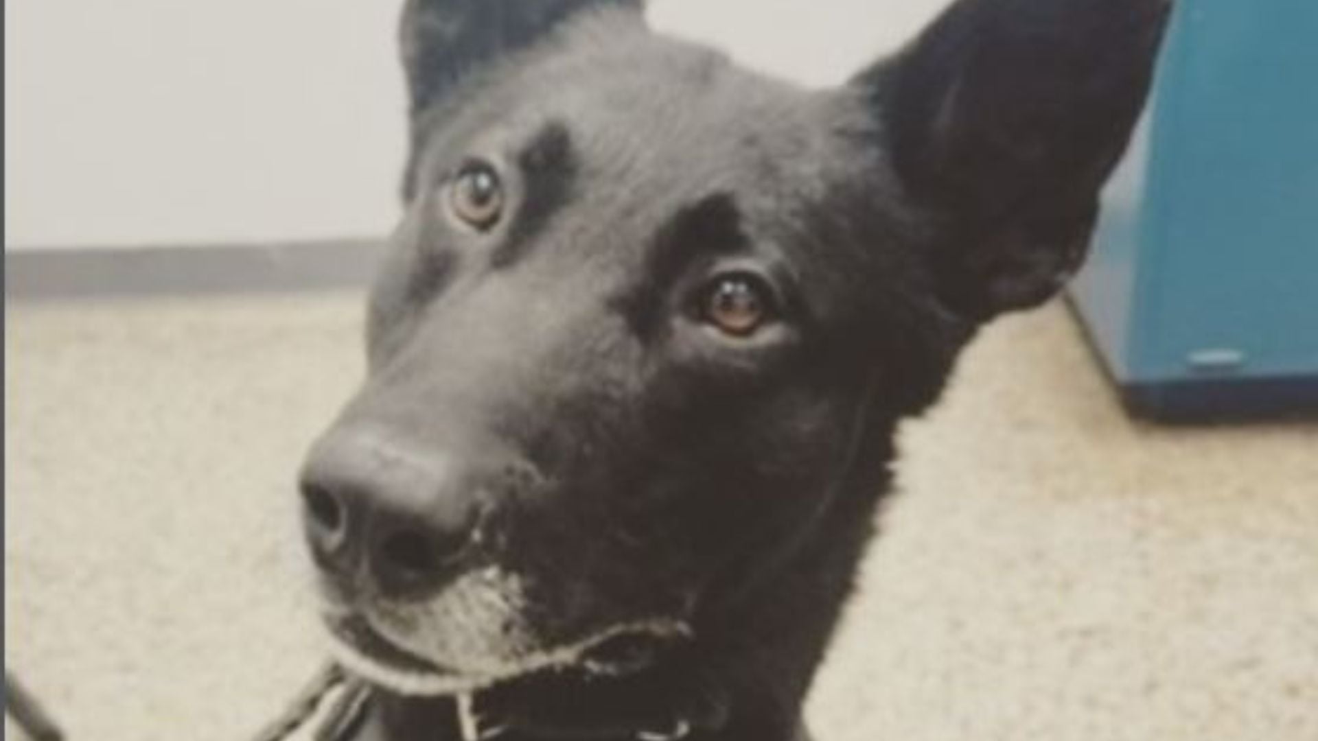 Oklahoma City Police Department﻿ K-9 "Dash"