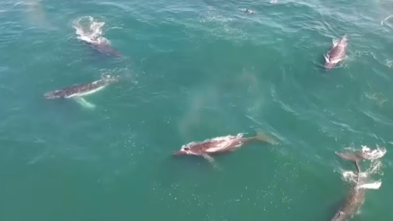100 whale pod
