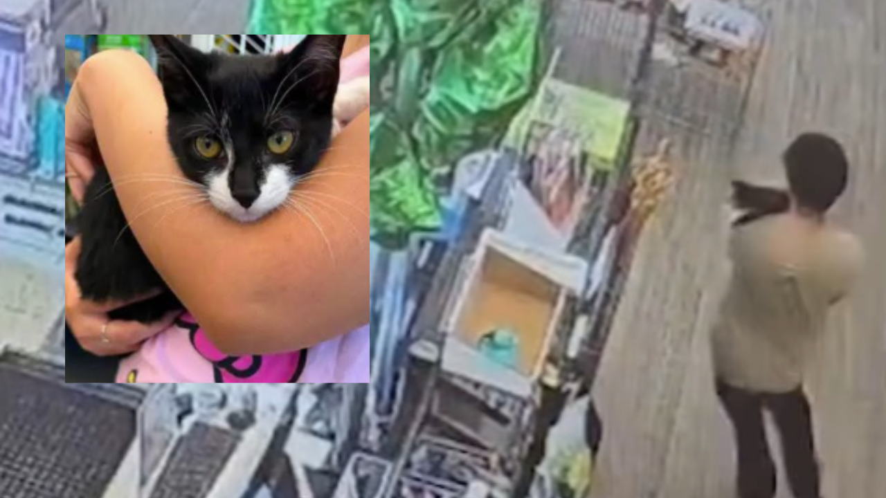 kitten stolen and used in bank heist