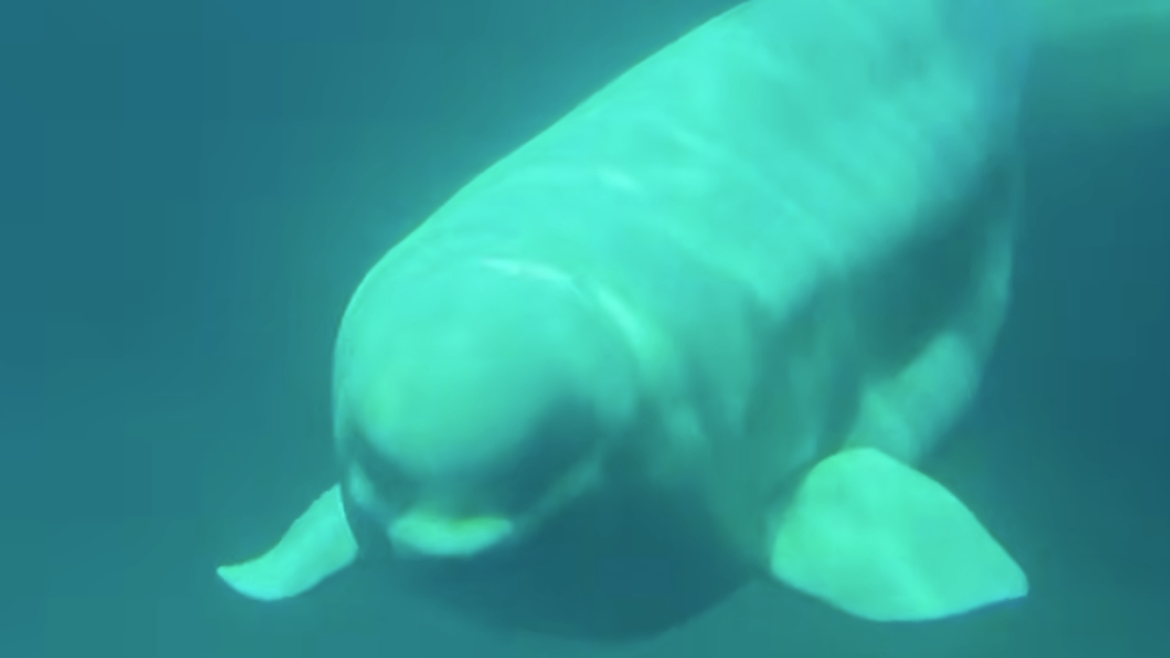 rehomed beluga rescue