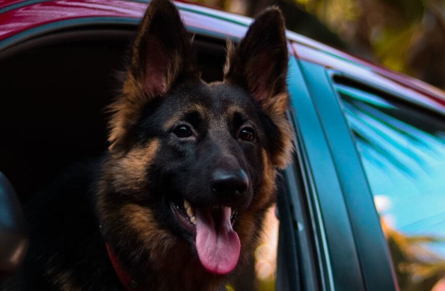 Ford’s New K-9 Unit Will Search for Guns, Explosives, and Ammunition at Michigan Plant