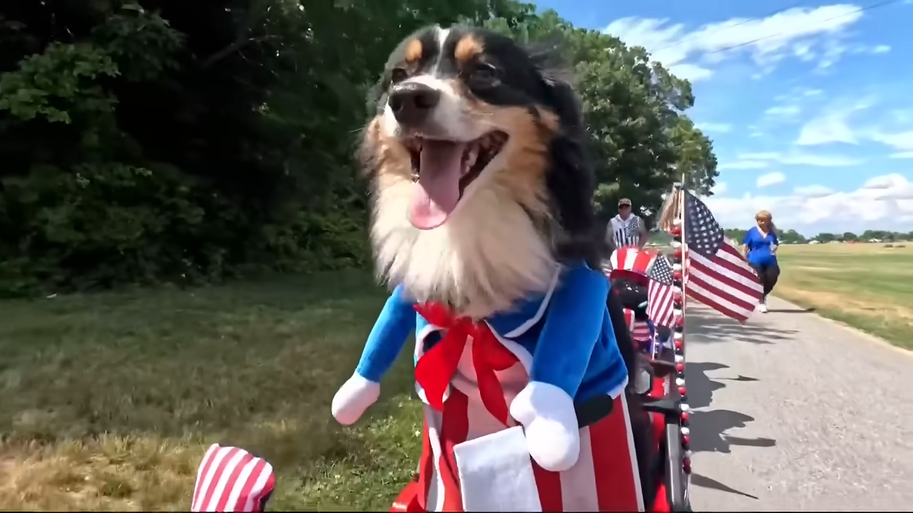 driving dog in rhode island