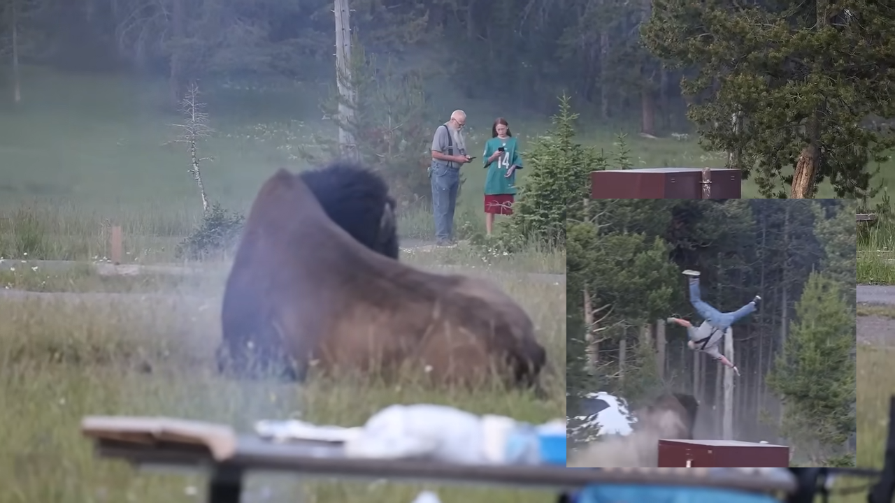 bison flip old man