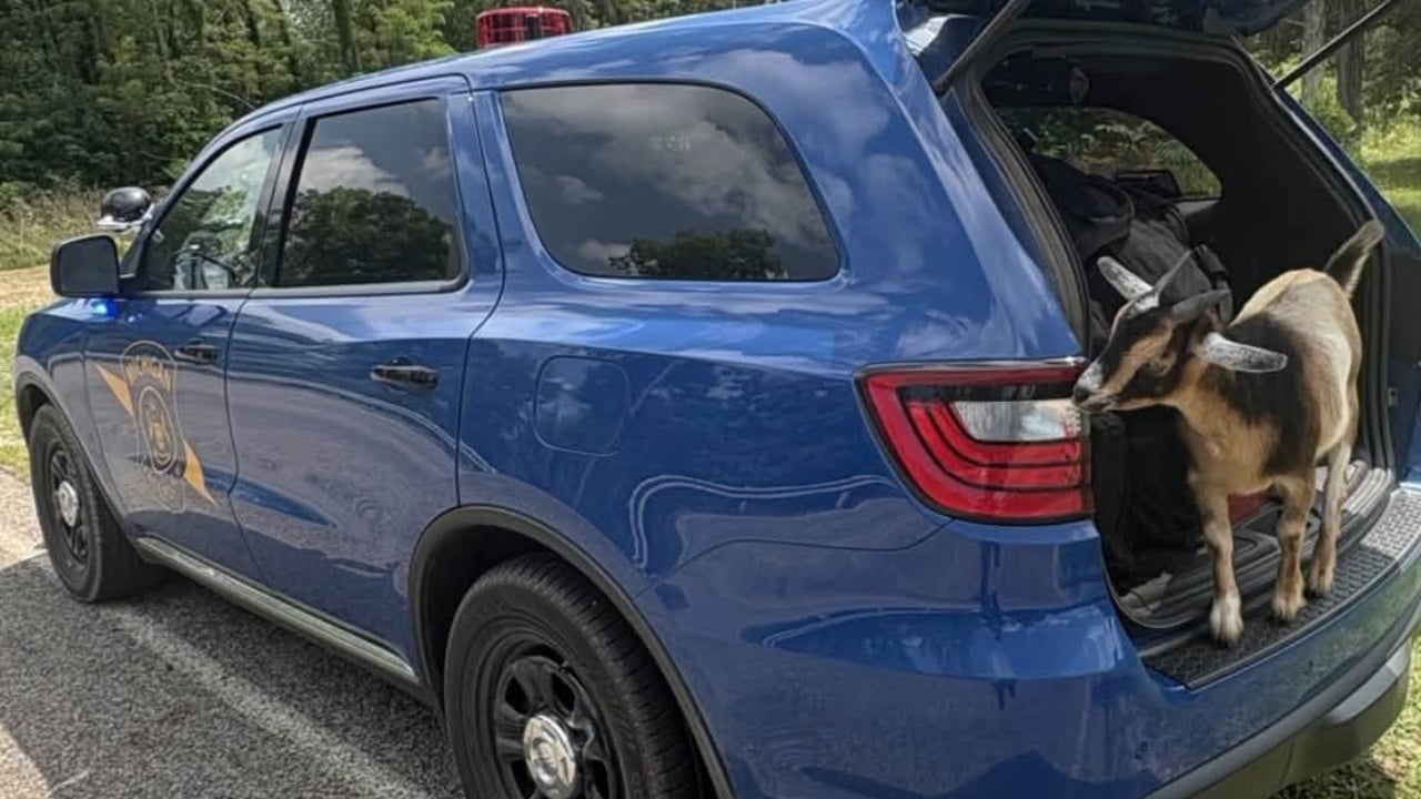 Goat Jumps Into Michigan State Police Cruiser as Troopers Hunt Fleeing Motorcyclist