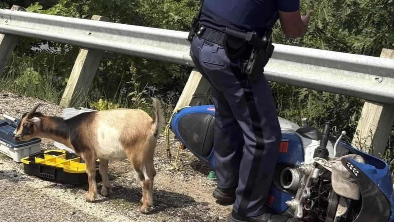 Goat Jumps Into Michigan State Police Cruiser as Troopers Hunt Fleeing Motorcyclist