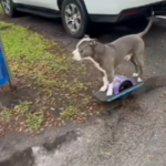 Born to Ride: A Dog Casually Took A Hoverboard For A Spin Through An RV Park