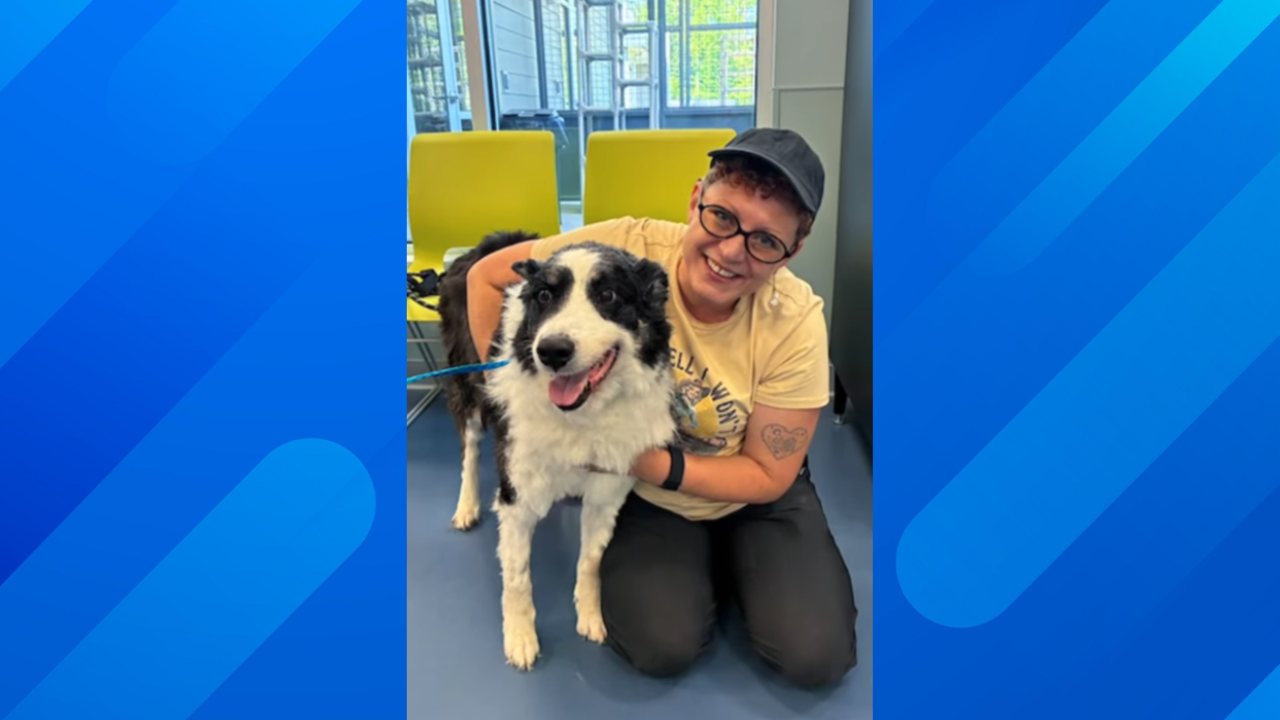 Missing dog travels 1,000 miles