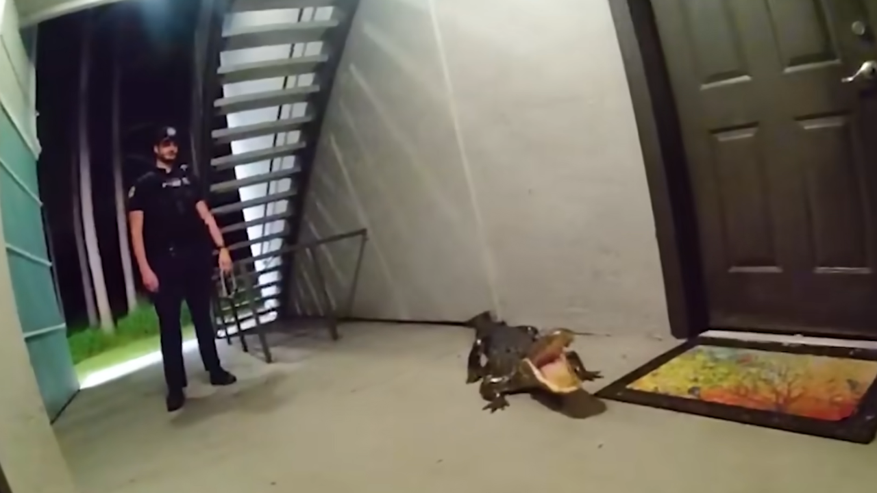 alligator at doorstep in florida