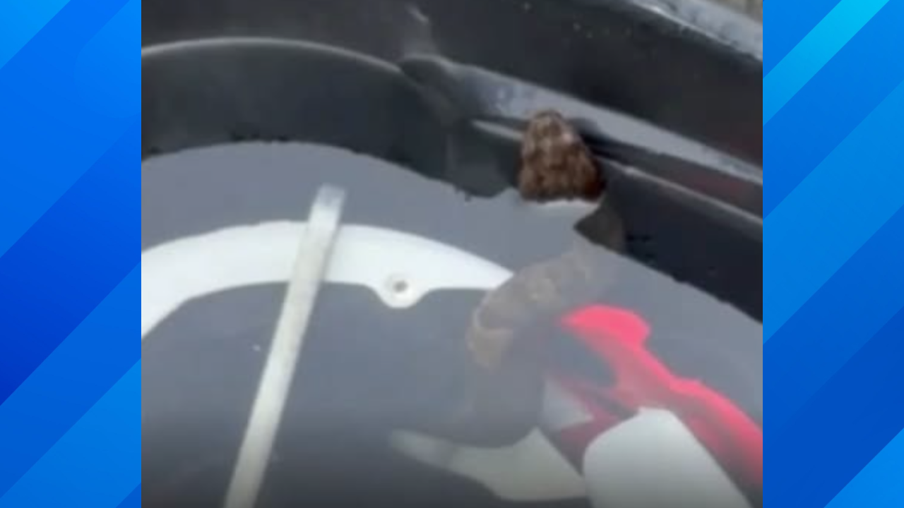 viper in helmet
