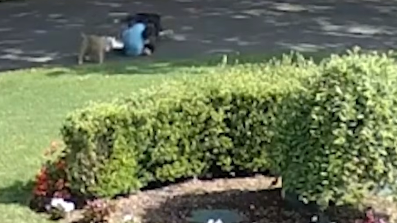 pitbulls attack jogger in new york