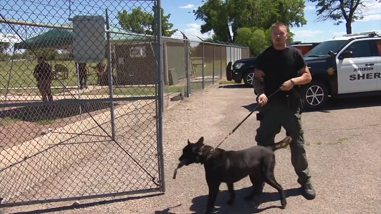 police dog bites child