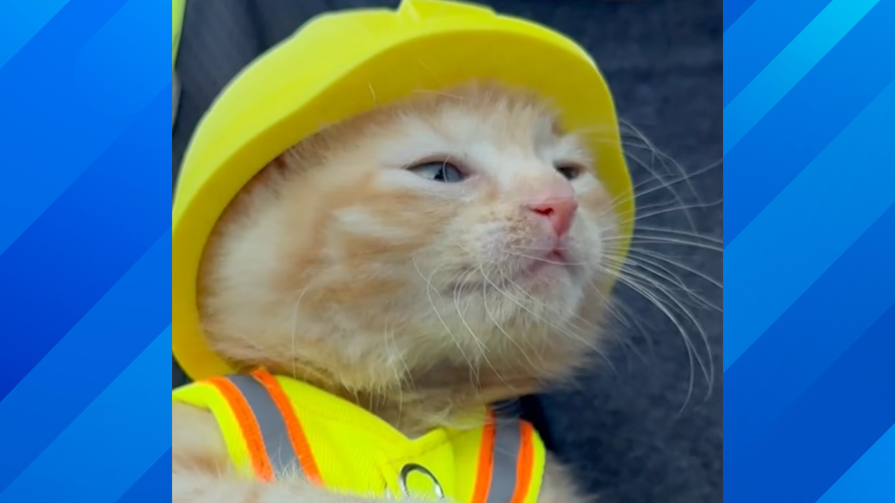 cat in hard hat rescued