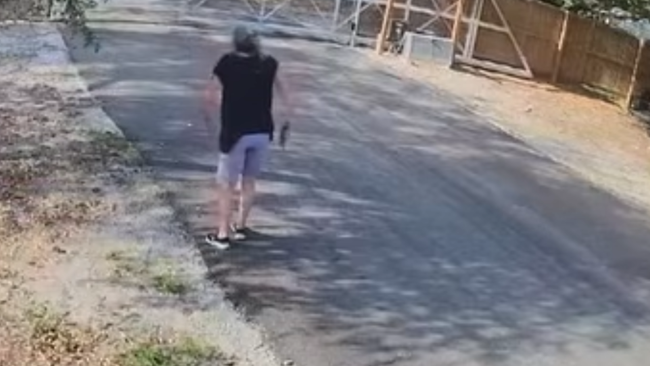 woman attacked by bees