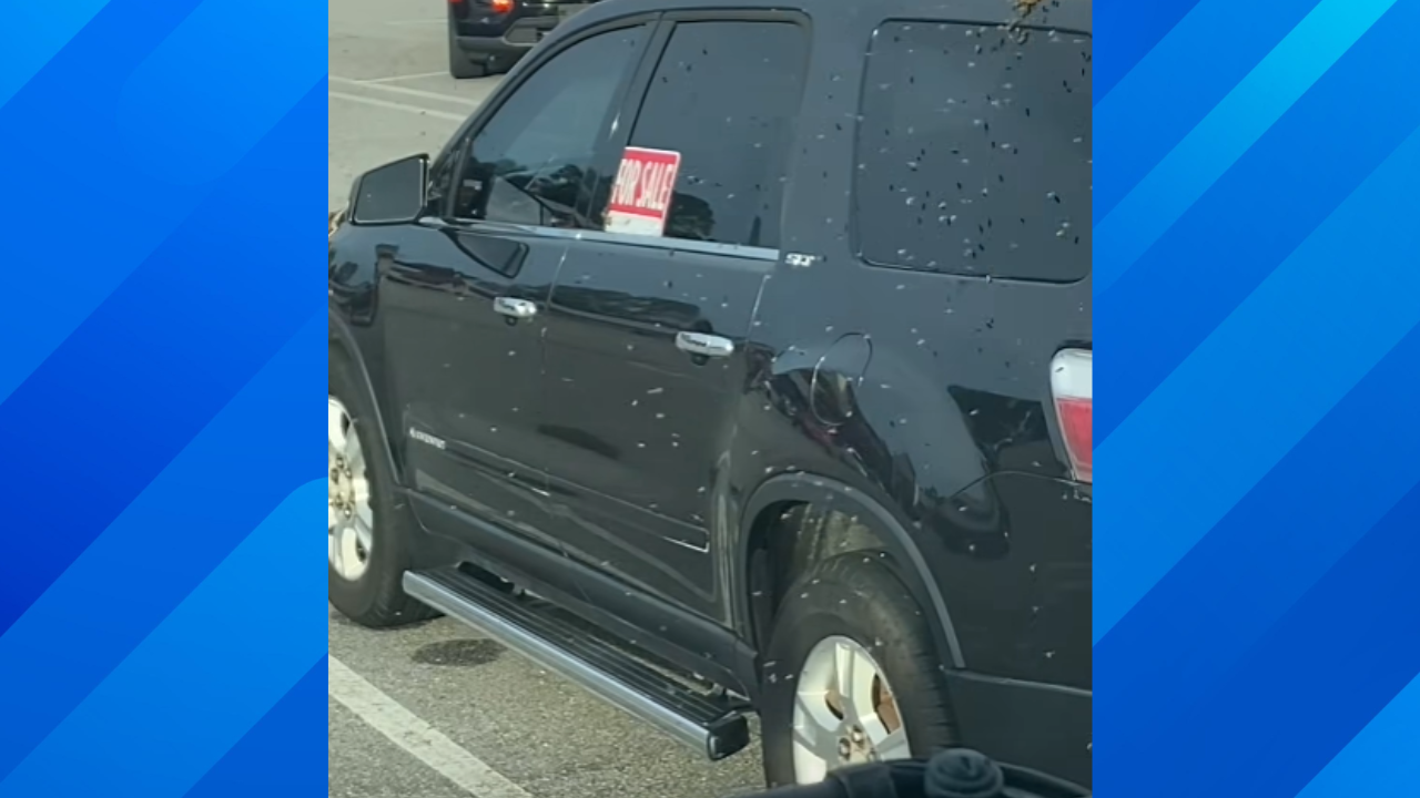 car swarmed with bees