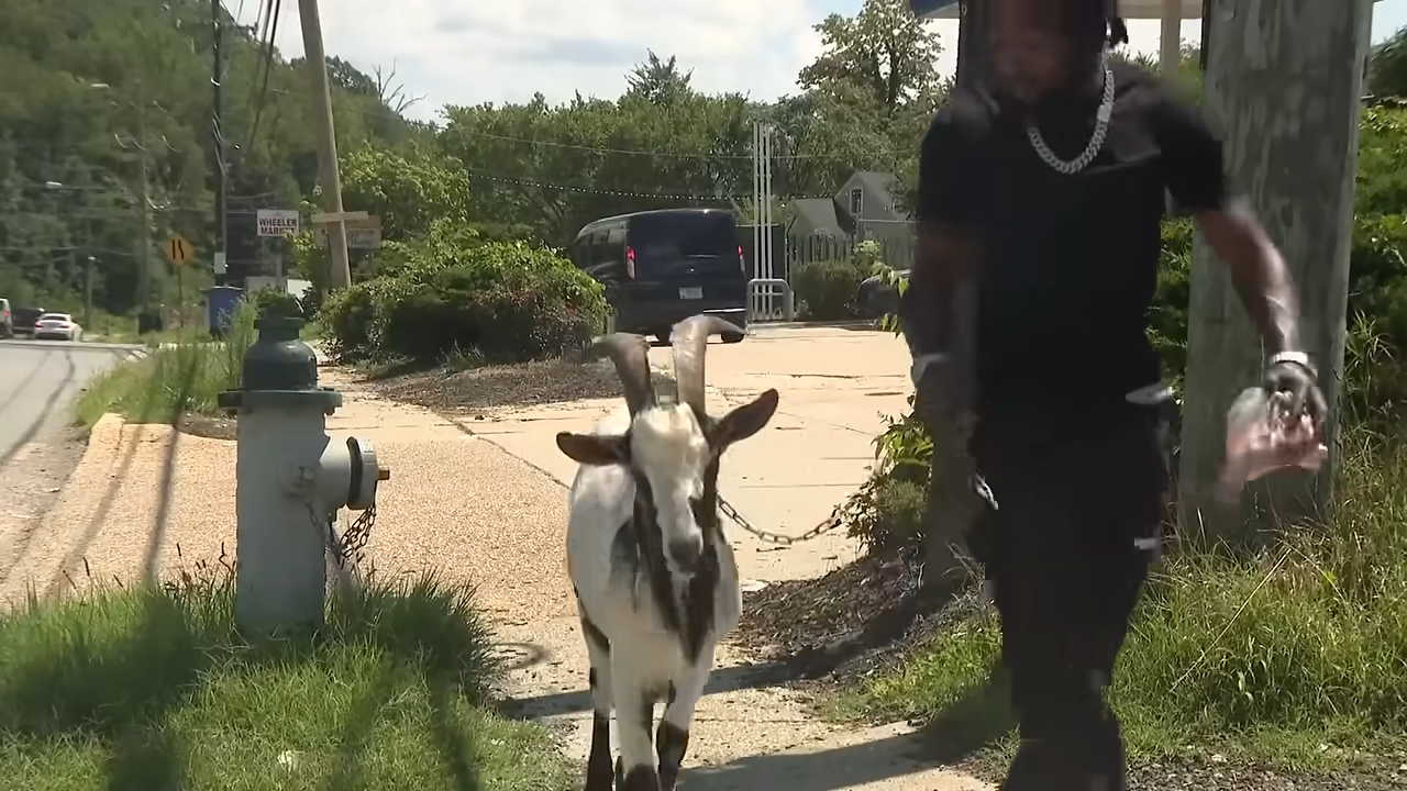 man with goat in DC