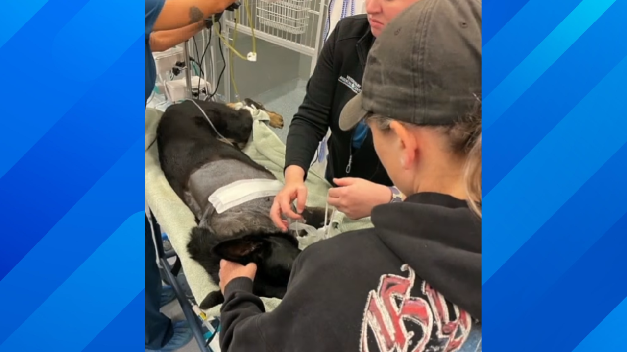 dog surgery after shot