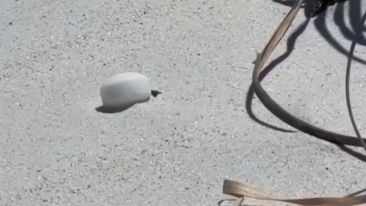 moth balls on beach